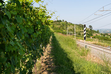 Fototapeta na wymiar extraordinary vineyard in the hills of Piedmont