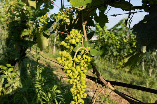 closeup of a bunch of grapes in a vineyard in Italy