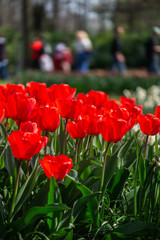 Obraz premium One of the world's largest flower gardens in Lisse, the Netherlands. Close up of blooming flowerbeds of tulips, hyacinths, narcissus