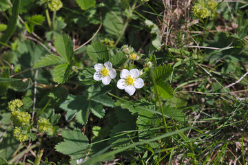 Flowering meadow strawberry in late may