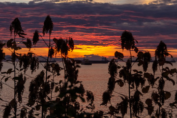 looking trhough trees at the sunset on the beach