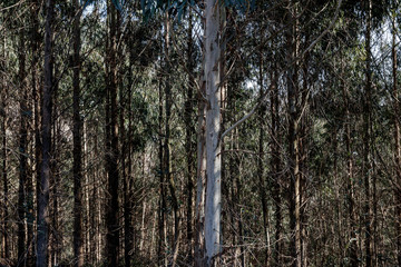 Fototapeta premium trees in the forest