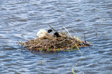 Coots (Fulica atra) used plastic bags and polythene to support nest building