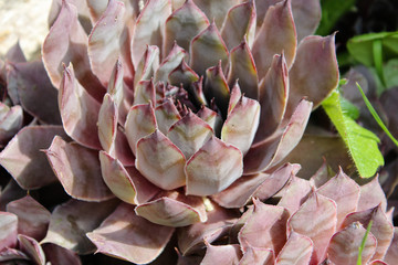 Hauswurz (Sempervivum) – aus der Familie der Dickblattgewächse