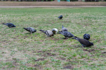 Fototapeta premium Pigeons are walking on the green grass