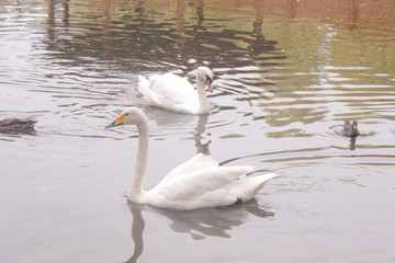 ducks lake water birds river zoo