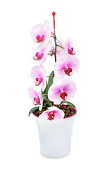 Orchid in pot isolated.Phalenopsis blossom.