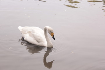 Obraz premium ducks lake water birds river zoo