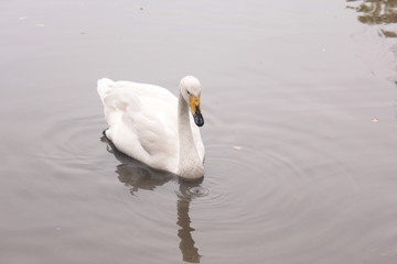 ducks lake water birds river zoo