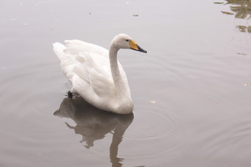 ducks lake water birds river zoo