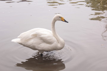 ducks lake water birds river zoo