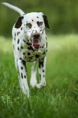 Walking dalmatian dog in a meadow