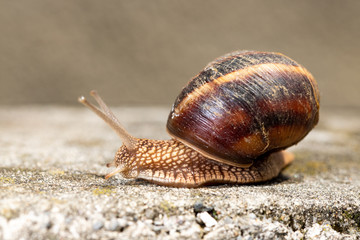 Big snail in shell crawling on road, summer day. Slug close up