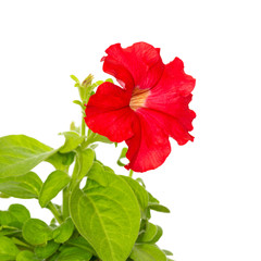 Bright red petunia flower
