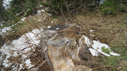 пень