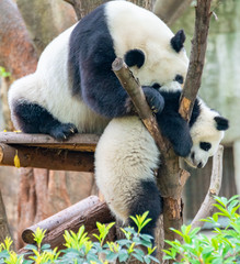 Fototapeta premium Mother Panda is teaching baby panda to climb trees