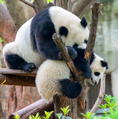 Mother Panda is teaching baby panda to climb trees
