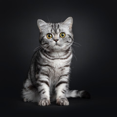 Fototapeta na wymiar Sweet black silver tabby British Shorthair kitten, sitting up facing front. Looking at camera with big round yellow / green eyes. Isolated on black background.