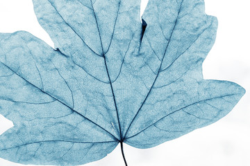 Fototapeta na wymiar Close-up of tree leaves, natural background