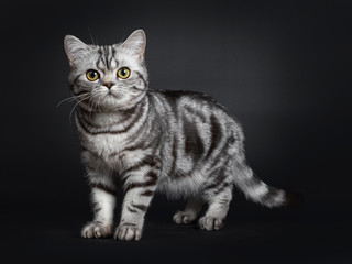 Fototapeta na wymiar Sweet black silver tabby British Shorthair kitten, standing side ways. Looking at camera with big round yellow / green eyes. Isolated on black background.