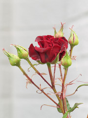 Red rose in gray background