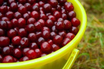 Heap of fresh red cherry with water drops in yellow plastic bucket. pile of ripe cherries background close up