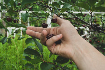 harvesting of fresh red and tasty cherries at summer cloudy day with man's hand close up. Picking ripe cherry from cherry tree branch