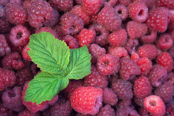 Green leaf of raspberry