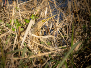 Amercian bittern bird well camouflaged