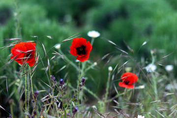 Red poppy spring field landscape. Close up background