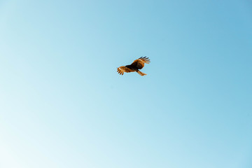 空を舞うトンビ