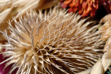 Fototapeta premium Dried plant with prickles closeup. Shallow depth of field