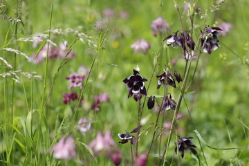 Akelei Aquilegia in lila rosa blau weiß auf Blumenwiese im Garten im Mai Frühling