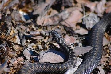 adder among autumn leaves