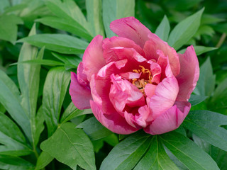 Blush Peony Blossom in the Garden