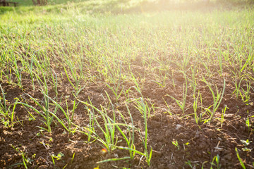 Organic food homegrown vegetable , spring onions garden field