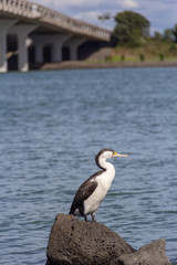shag sitting on rock with bridge and blue sea water