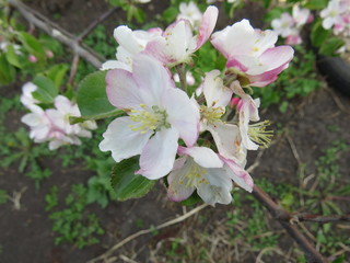 blooming Apple tree