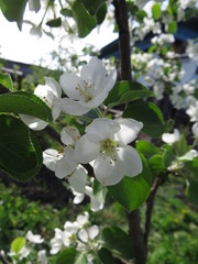 blooming Apple tree