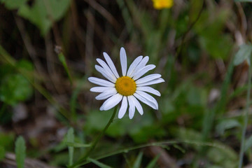 white daisy flower in the grass