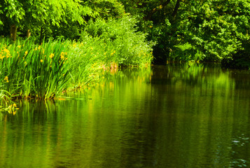 blooming of grass in the summer reflected in the channel