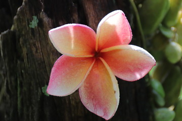 frangipani flower