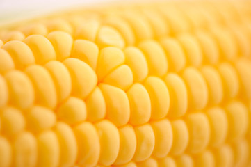 Sweet ripe Corn on a white isolated background