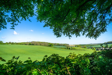 Green trees with blue sky in the summer