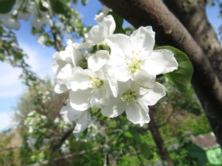blooming Apple tree