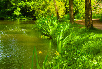 blooming of grass in the summer reflected in the channel
