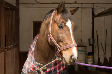 An anted horse in a checkered blanket, stands at the junctions in the stable aisle
