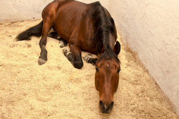 Sorrel horse is on the sawdust in a stall craning his neck - obrazy, fototapety, plakaty