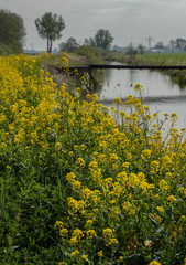Fototapeta na wymiar Wild yellow flowers at roadside Netherlands. Polders