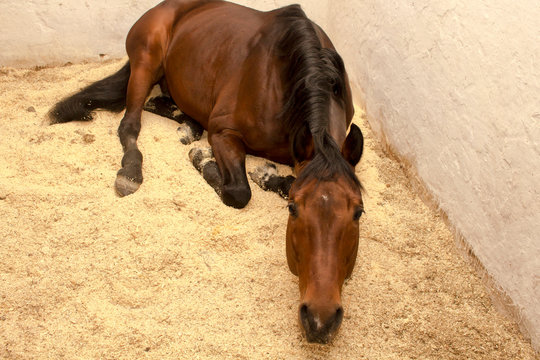 Sorrel horse is on the sawdust in a stall craning his neck